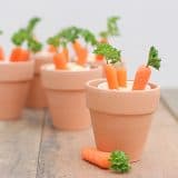 Carrot Patches