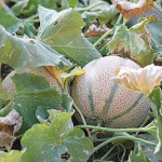 Cantaloupe