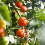 Tomato Season!