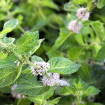 My Mint is Taking Over!