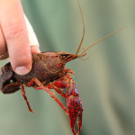Crawfish Festival at the Homestead Resort in Midway, UT | www.tasteandtellblog.com