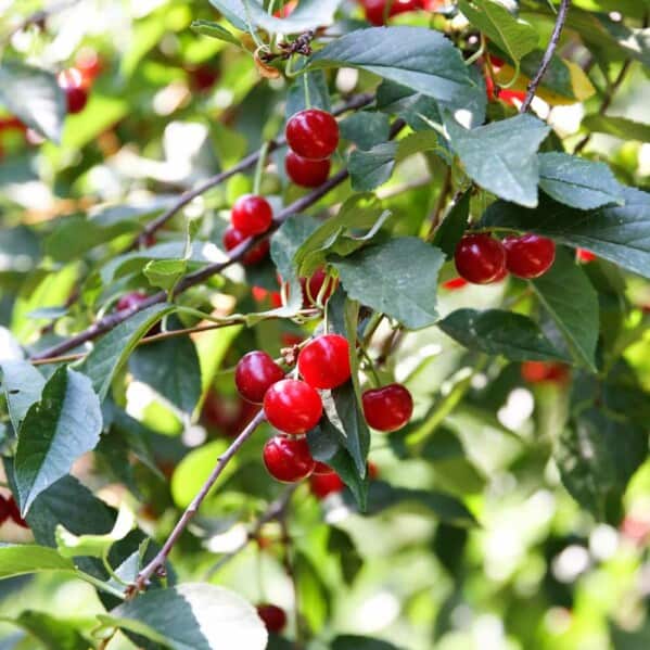 Tart Cherries being harvested for Tart Cherry Juice and dried cherries