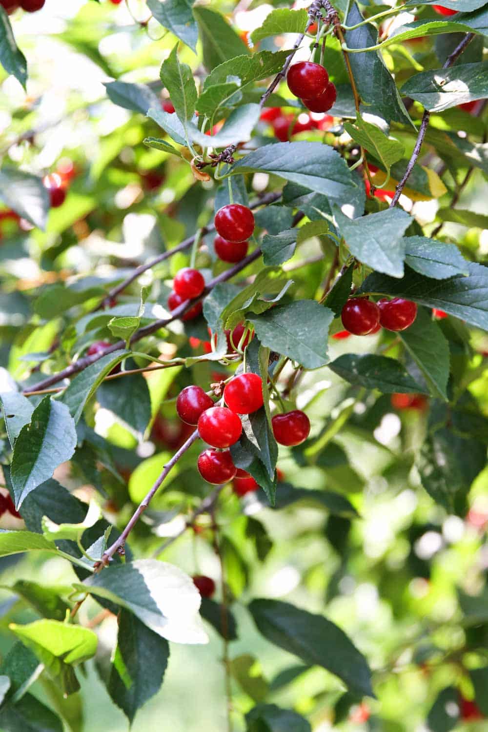 Tart Cherry Harvest for Tart Cherry Juice & Dried Cherries Taste and Tell