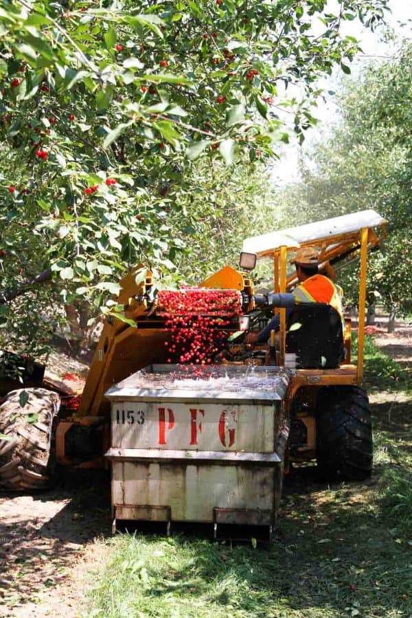 Tart Cherry Harvest
