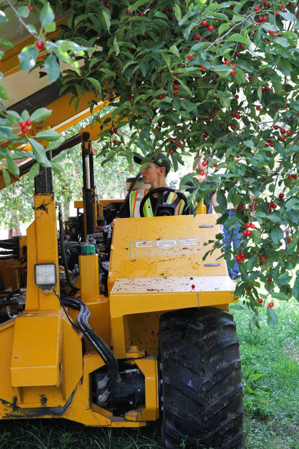 Tart Cherry Harvest for Tart Cherry Juice & Dried Cherries Taste and Tell