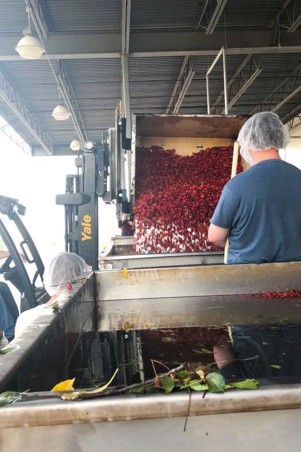 Tart Cherry Harvest