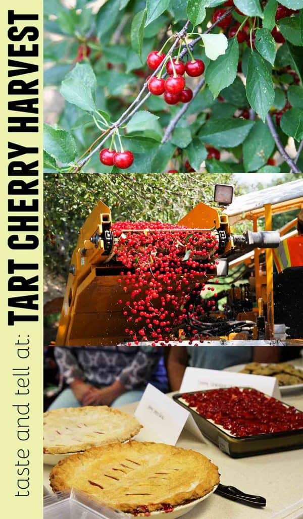 A look at the Tart Cherry Harvest in Santaquin, Utah
