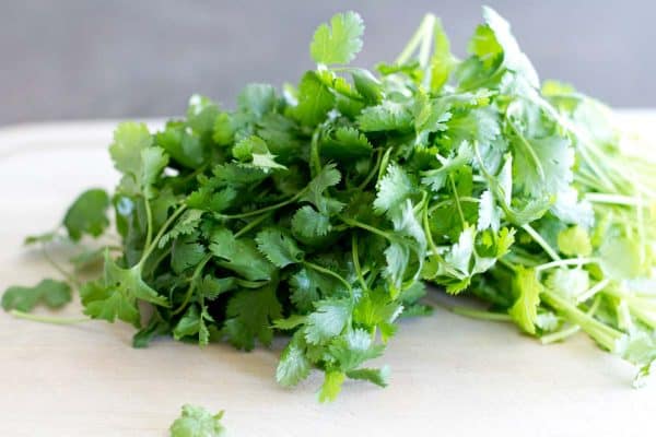 cilantro for Creamy Cilantro Chile Tacos