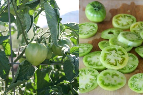 Green Tomatoes sliced and on plant