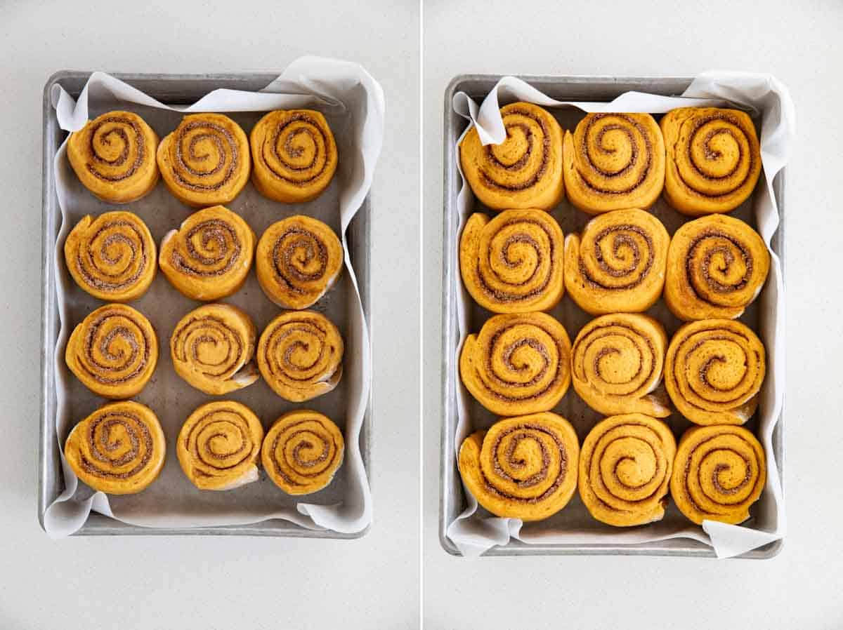 showing the size difference of risen pumpkin cinnamon rolls