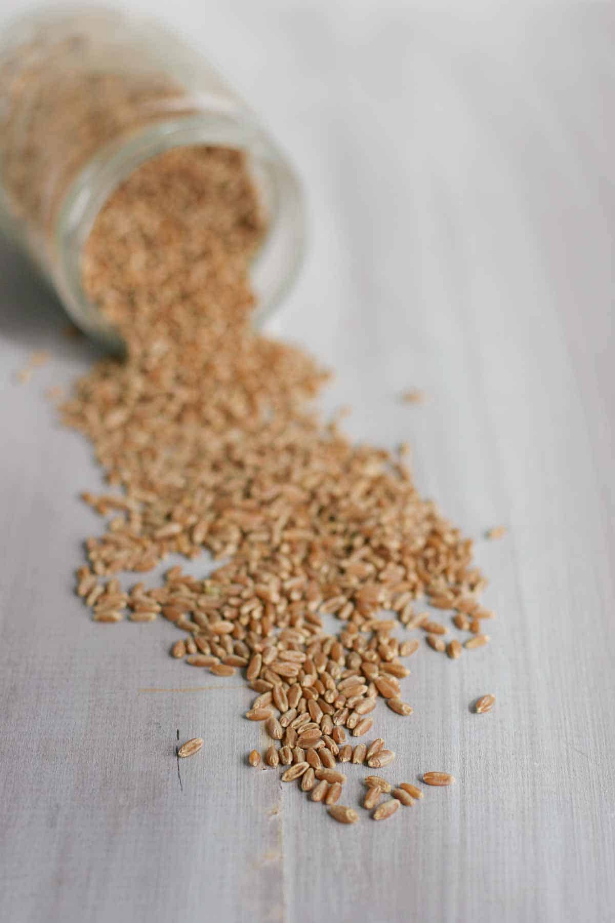 raw whole wheat coming out of a jar